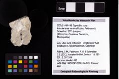 NHMW-GEO-2007z0149-0143_Ol_01.tifAmbulocapsa sentosa (Robins, Feldmann & Schweitzer, 2013)  (NHMW-GEO-2007z0149-0143)
